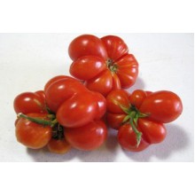 Редкие сорта томатов Рейсетомате 